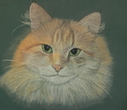 Siberian cat