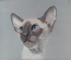 Siamese, 24cm x 32cm, 100€