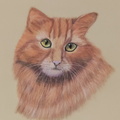 Red cat