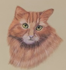 Red cat