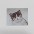British Shorthair kitten, 100€