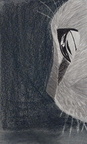 Cat eye