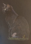 Black Cat, 21cm x 30cm, 100€