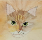 Siberian cat