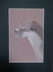 Otter, 24cm x 32cm, 120€