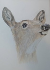 Deer, 21cm x 30cm, 60€