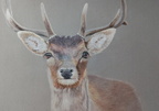 Deer, 24cm x 32cm, 120€