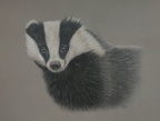 Badger, 24cm x 32cm, 80€