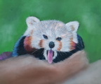 Red panda