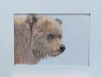 Bear, ~A4, 120€