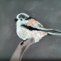 Long tailed tit
