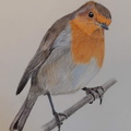 Robin, 21cm x 30cm, 80e