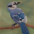 Blue Jay