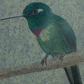 Hummingbird