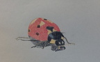 Ladybird