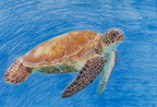 Seaturtle
