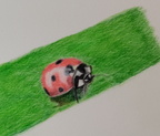 Ladybird
