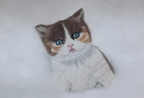 BSH kitten, 24cm x 32cm, 100€
