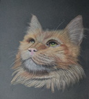Cat, 24cm x 30cm, 80€